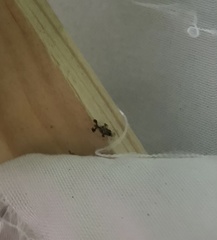 Corythucha juglandis