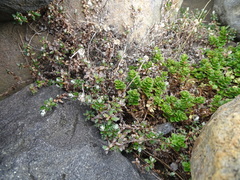Veronica hookeriana