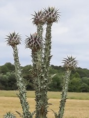 Onopordum illyricum illyricum