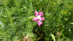 Silene subconica