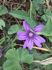 Malva