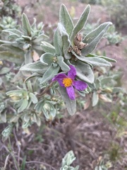 Cistus albidus