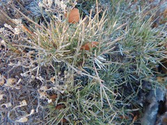 Ephedra compacta