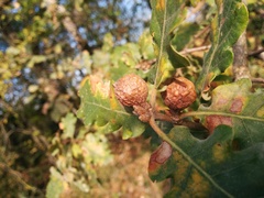 Andricus infectorius