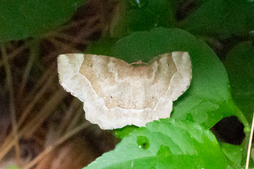 Pale Metarranthis Moth photo 3