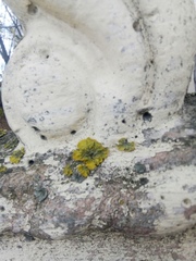 Xanthoria parietina