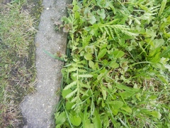 Tanacetum vulgare