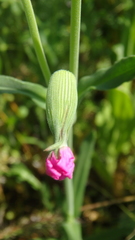 Silene subconica