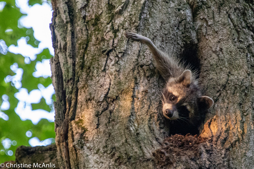 Common Raccoon photographed in Ohio