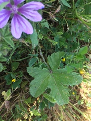 Malva