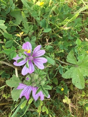 Malva