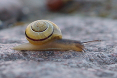 Cepaea