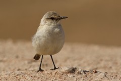 Emarginata tractrac