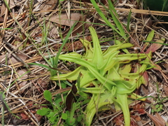 Pinguicula lutea