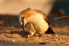 Turdoides gymnogenys