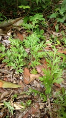 Selaginella doederleinii