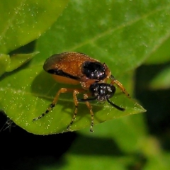 Arge ochropus