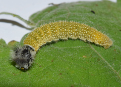 Netrobalane canopus