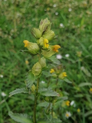 Rhinanthus minor