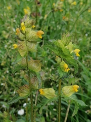 Rhinanthus minor