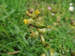 Rhinanthus minor