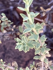 Pegolettia retrofracta