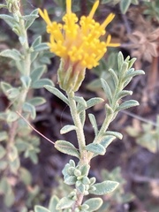 Pegolettia retrofracta