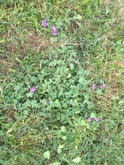 Malva