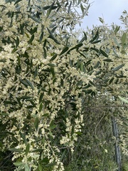 Olea europaea
