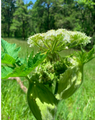 Heracleum maximum
