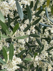 Olea europaea