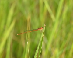Agriocnemis splendidissima