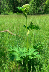 Heracleum maximum