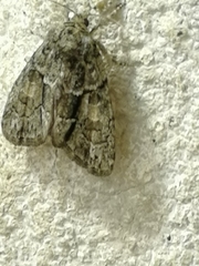 Cryphia fraudatricula