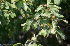 Crataegus punctata