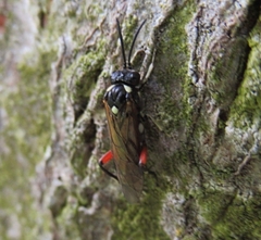 Macrophya punctumalbum