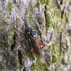 Macrophya punctumalbum
