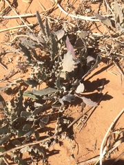 Dimorphocarpa candicans