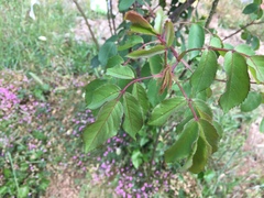 Rosa