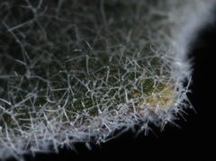 Dimorphocarpa candicans