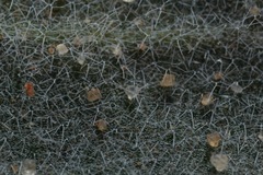 Dimorphocarpa candicans