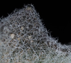 Dimorphocarpa candicans