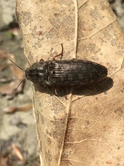 Actenicerus cuprascens