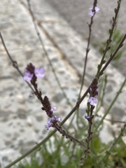 Verbena officinalis