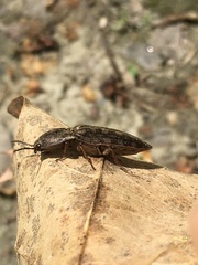 Actenicerus cuprascens