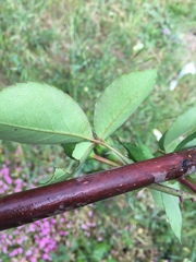 Rosa