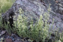 Galium coriaceum