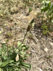 Plantago lanceolata