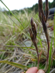 Thelymitra longifolia