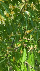 Lonicera maackii